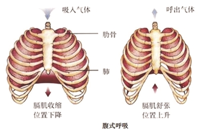 運(yùn)動(dòng);呼吸訓(xùn)練;腹式呼吸;深呼吸;肺功能檢測儀;呼吸訓(xùn)練器;慢阻肺