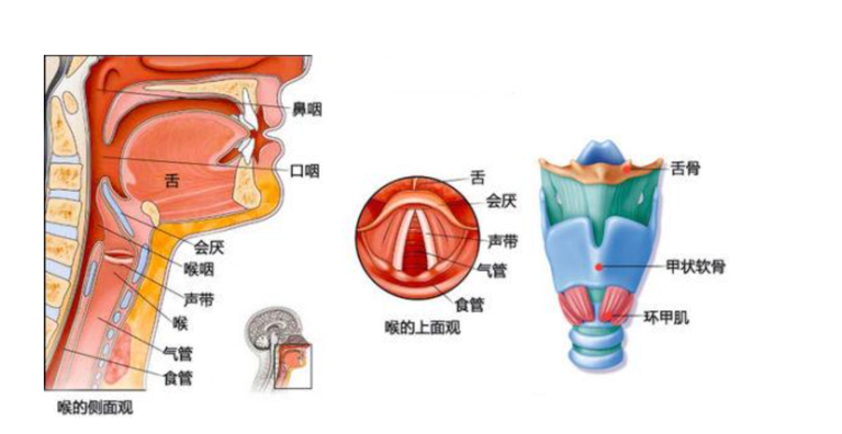 肺炎-哮喘-慢阻肺-咳嗽-咳喘-支氣管炎-肺功能檢測(cè)儀-呼吸訓(xùn)練器-心臟病-心血管疾病-咽炎-呼吸峰流速儀