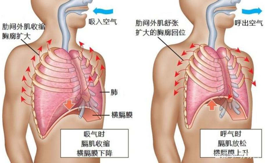 跑步-呼吸肌-換氣-吸氣肌-呼氣肌-呼吸-慢跑-運(yùn)動(dòng)-夏日-肺活量-肺功能-呼吸訓(xùn)練器-肺功能檢測(cè)儀-呼吸峰流速儀-跑步姿勢(shì)-運(yùn)動(dòng)員-呼吸困難-快跑-競跑